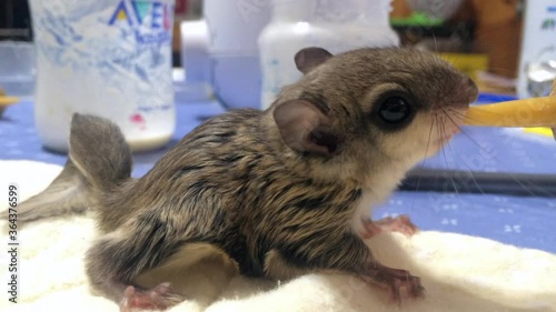 Flying squirrel feeding in the wildlife rehabilitation center photo