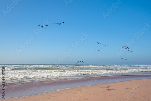 Tropical sand beach and flock of birds flying over the sea  clear blue sky on background