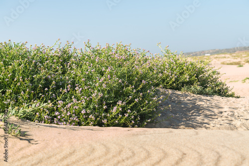 Sand dunes on the beach and Sea Rocket flowers in bloom, beautiful pink wildflowers growing on the sandy beach. Sea Rocket is a succulent - a low growing plant commonly found near sea or ocean.