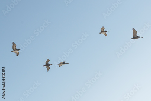 Flock of flying pelicans with clear blue sky on background © Hanna Tor