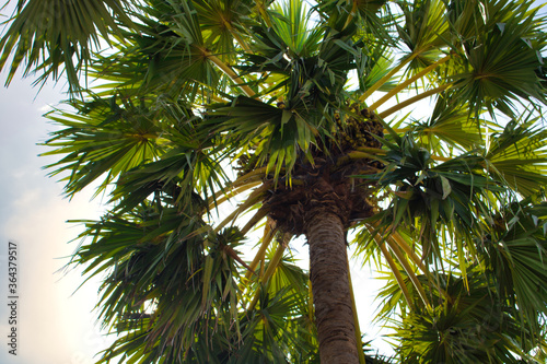 This unique photo shows a beautiful green coconut palm tree from below on a lightly cloudy day. the picture was taken in thailand