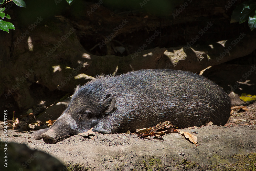 2020-07-10 A WILD PIG SLEEPING IN THE MID DAY HEAT 2020-07-10 A WILD PIG SLEEPING IN THE MID DAY HEAT