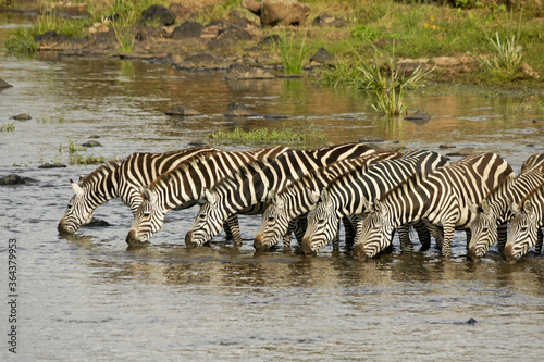 Burchell s  common or plains  zebras drinking in Mara River  Masai Mara Game Reserve  Kenya