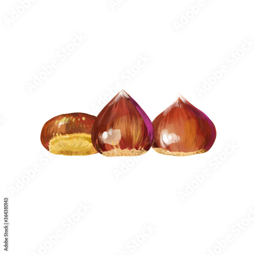 Isolated vector illustration of a few scattered chestnuts. Open chestnut prickles. Hand painted watercolor background.