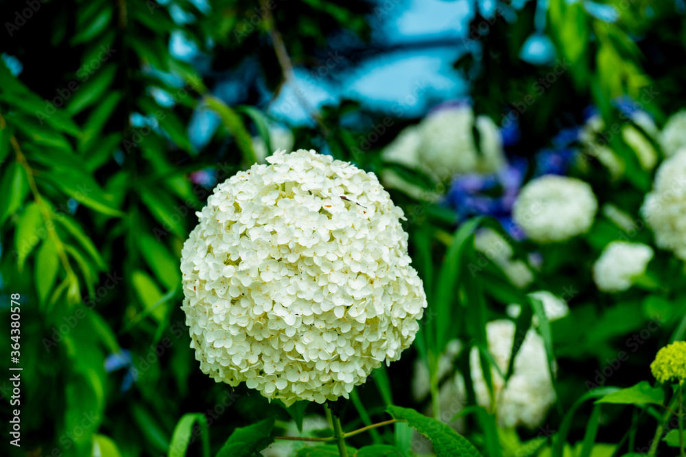 大神の紫陽花 大神の紫陽花