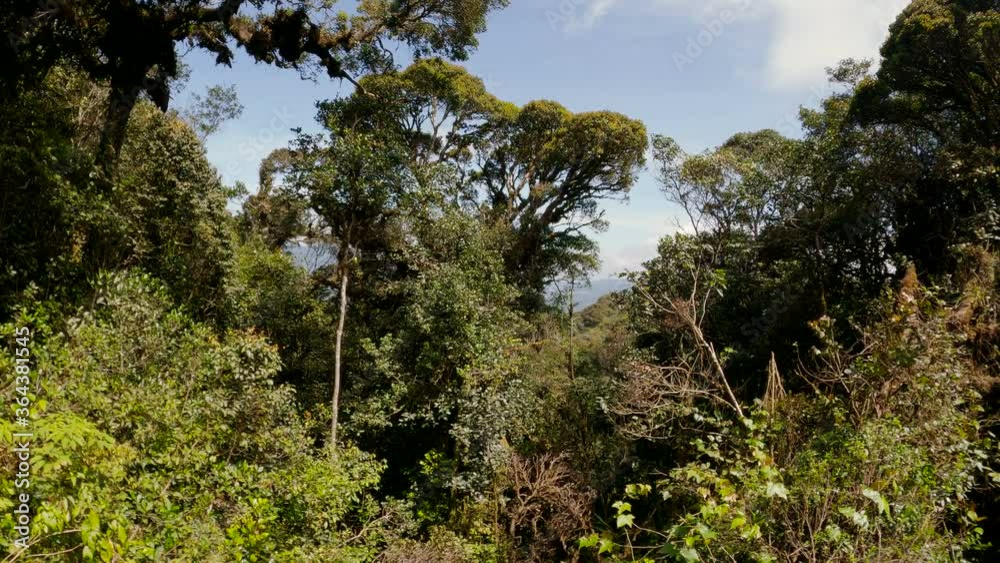 Old mossy trees and dead trunks of dense woodland in highland forest at Cameron Highlands, Malaysia. Old mossy trees and dead trunks of dense woodland in highland forest at Cameron Highlands, Malaysia.