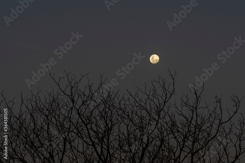 A full moon with the silhouette of a leafless tree is seen at dusk-