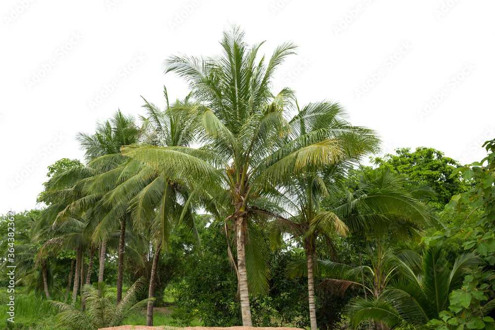 Group of coconut tree  isolated on white background.