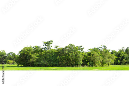 Trees line isolated on a white background Thailand.