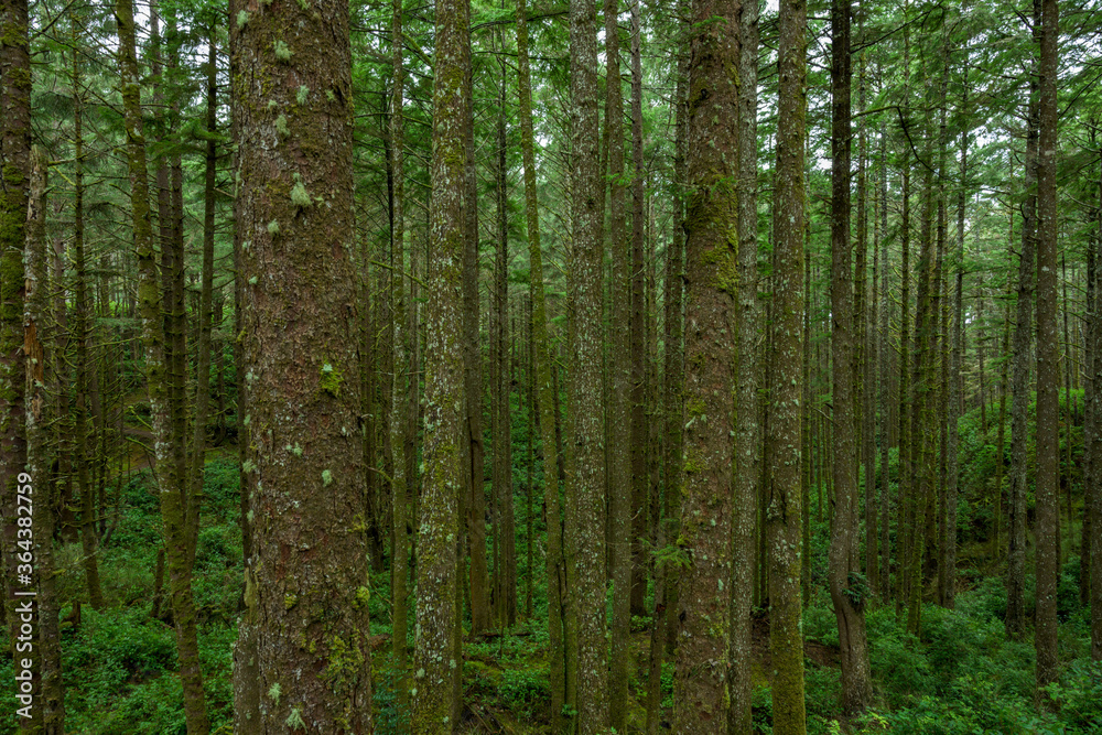 Obraz premium Staring Off into Bright Green Forest