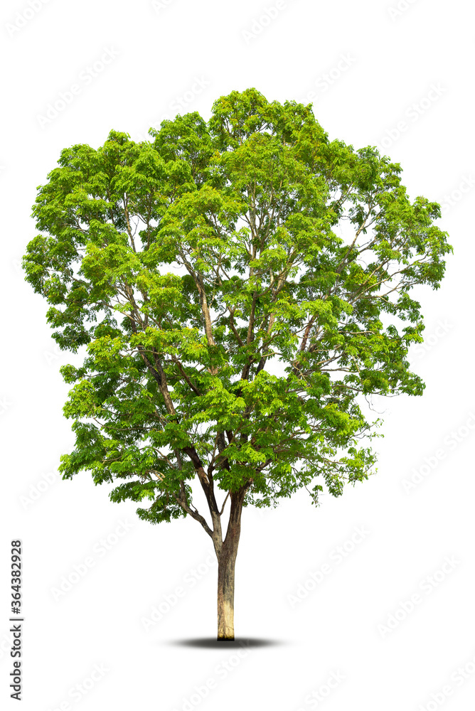 Tree,isolated tree on white background Thailand. Tree,isolated tree on white background Thailand.