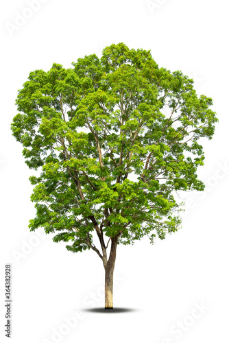 Tree isolated tree on white background Thailand.