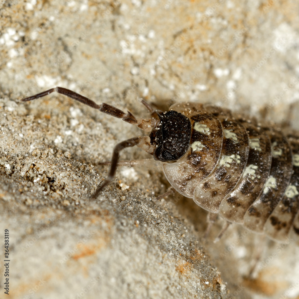 Porcellio spinicornis, macro on a sandy background. Porcellio spinicornis, macro on a sandy background.