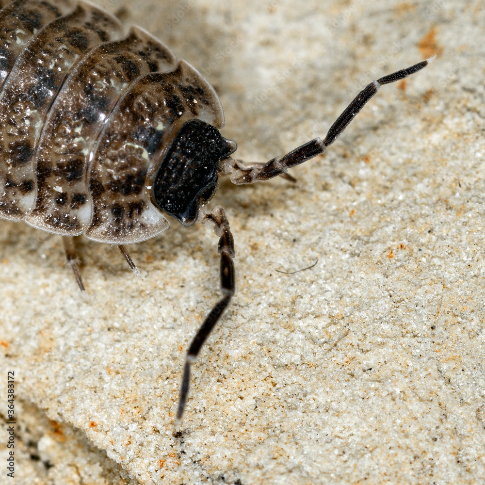 Porcellio spinicornis, macro on a sandy background. Porcellio spinicornis, macro on a sandy background.
