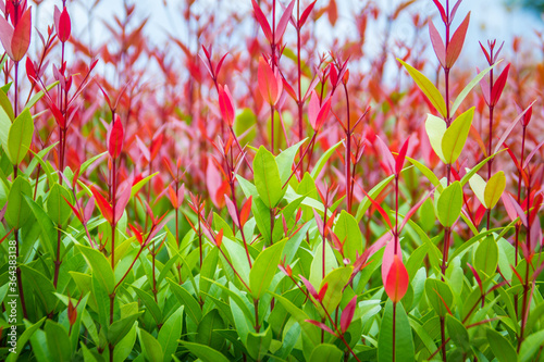 Beautiful red young leaves in the nature. Organic young red leaves background of Syzygium gratum tree, or shore eugenia. It has a distinctive red trunk with flaky bark and young leaves are reddish. photo