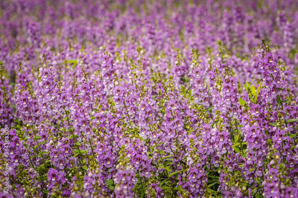 Purple flowers of snapdragon (Antirrhinum majus) on the flowerbed background. Antirrhinum majus, commonly called snapdragon, is an old garden favorites that, in optimum cool summer growing conditions. Purple flowers of snapdragon (Antirrhinum majus) on the flowerbed background. Antirrhinum majus, commonly called snapdragon, is an old garden favorites that, in optimum cool summer growing conditions.