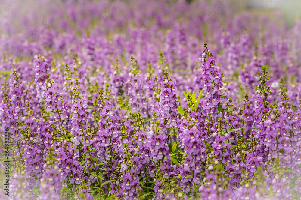 Purple flowers of snapdragon (Antirrhinum majus) on the flowerbed background. Antirrhinum majus, commonly called snapdragon, is an old garden favorites that, in optimum cool summer growing conditions.