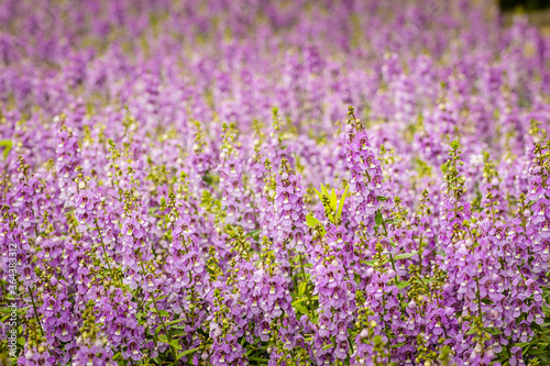 Purple flowers of snapdragon  Antirrhinum majus  on the flowerbed background. Antirrhinum majus  commonly called snapdragon  is an old garden favorites that  in optimum cool summer growing conditions.