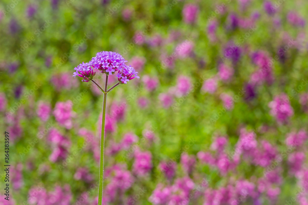 Beautiful purple Purpletop vervain (Verbena bonariensis) flowers in garden. Verbena bonariensis has tall, narrow, sparsely-leafed stems on top of bright lavender-purple flowers appear in late-summer. Beautiful purple Purpletop vervain (Verbena bonariensis) flowers in garden. Verbena bonariensis has tall, narrow, sparsely-leafed stems on top of bright lavender-purple flowers appear in late-summer.