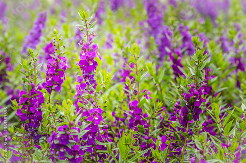 Purple flowers of snapdragon  Antirrhinum majus  on the flowerbed background. Antirrhinum majus  commonly called snapdragon  is an old garden favorites that  in optimum cool summer growing conditions.