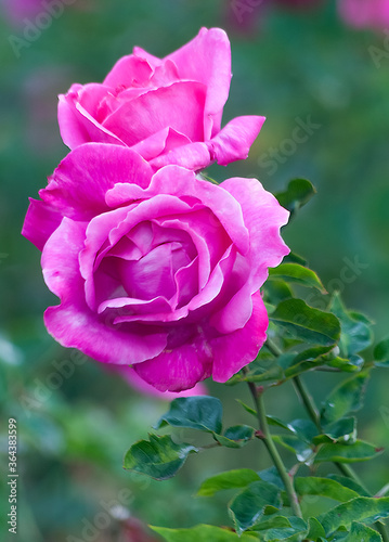 Violet rose in the foreground