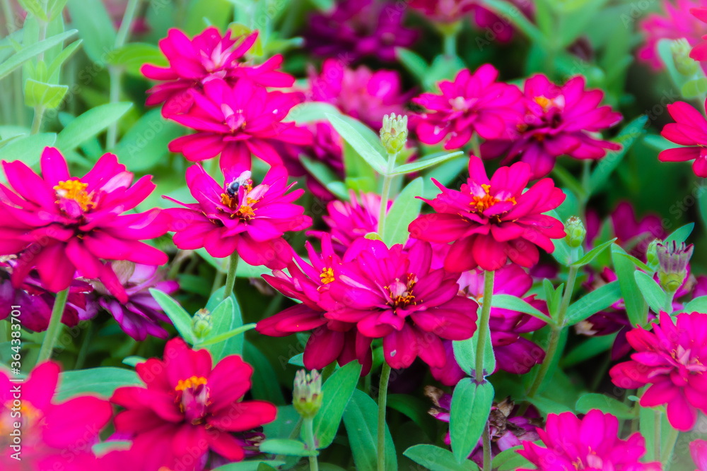 Beautiful pink Zinnia flowers in summer garden on sunny day. Zinnias are popular garden flowers, they come in a wide range of flower colors and shapes, and they can withstand hot summer temperatures. Beautiful pink Zinnia flowers in summer garden on sunny day. Zinnias are popular garden flowers, they come in a wide range of flower colors and shapes, and they can withstand hot summer temperatures.