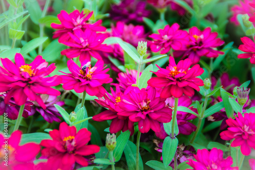 Beautiful pink Zinnia flowers in summer garden on sunny day. Zinnias are popular garden flowers, they come in a wide range of flower colors and shapes, and they can withstand hot summer temperatures. © kampwit