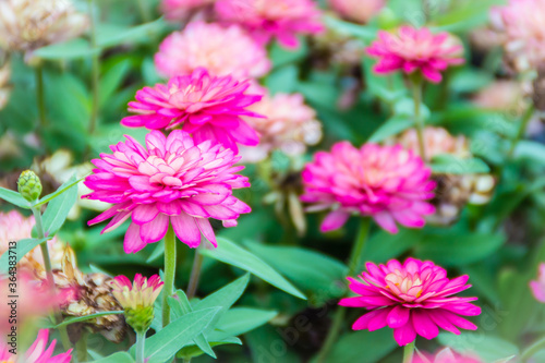 Beautiful pink Zinnia flowers in summer garden on sunny day. Zinnias are popular garden flowers, they come in a wide range of flower colors and shapes, and they can withstand hot summer temperatures. © kampwit