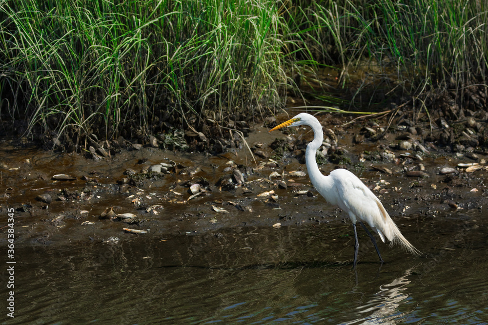 Stroll Through the Marsh Stroll Through the Marsh