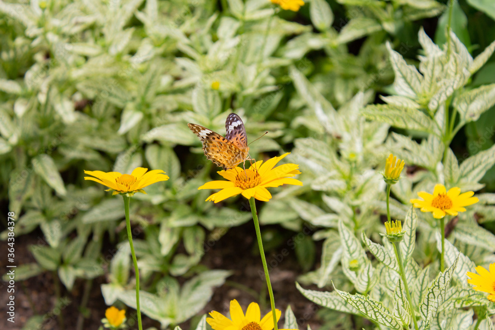 Obraz premium 花の蜜を吸う蝶