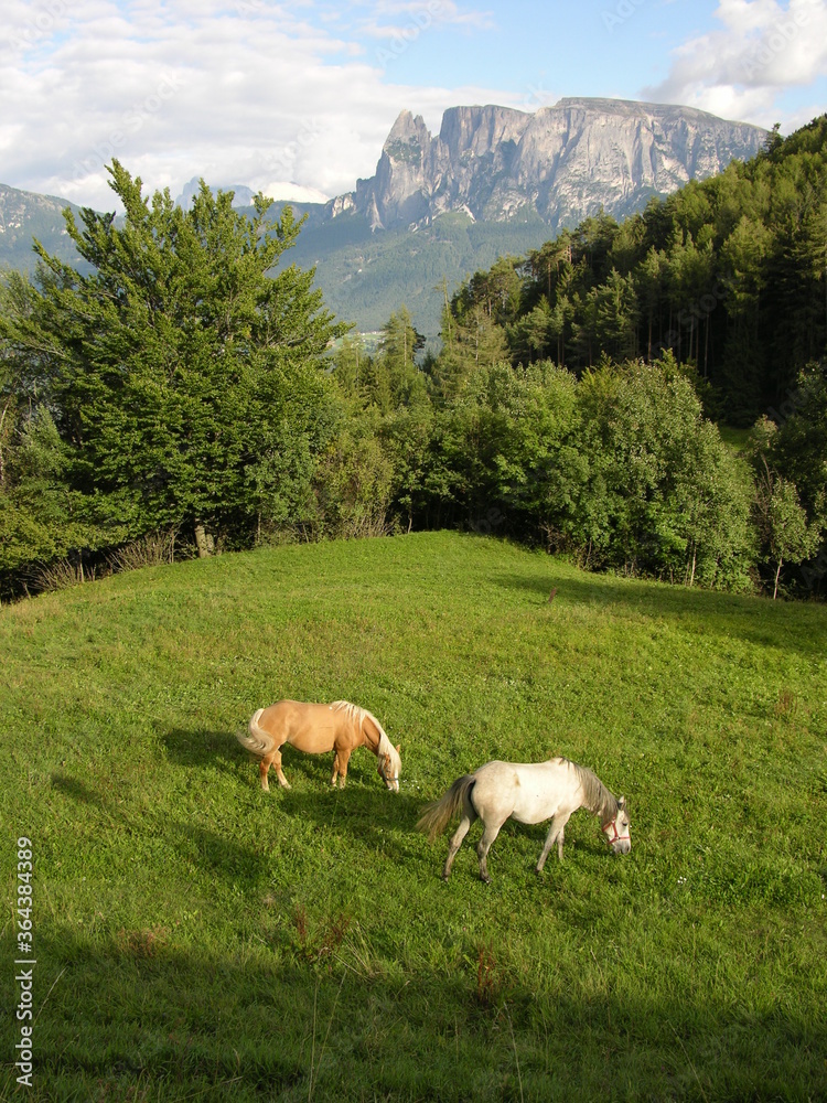 Near Collalbo, Italy, Dolomite Landscape with Horses Near Collalbo, Italy, Dolomite Landscape with Horses