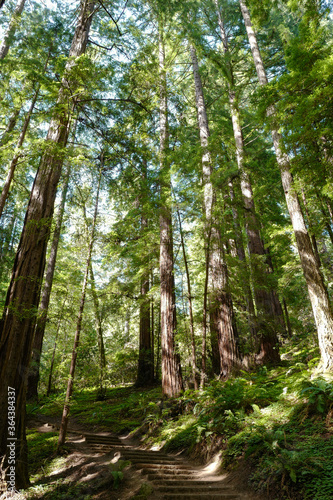 Muir Woods National Monument © Frankie WO