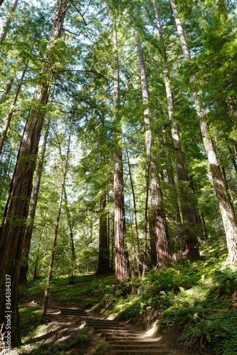 Muir Woods National Monument