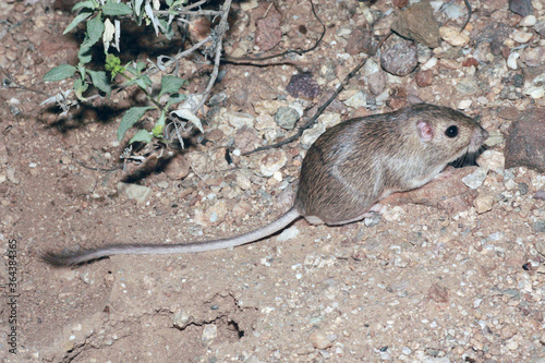 A desert pocket mouse (Chaetodipus penicillatus ) with a long tail with a fuzzy tip.  photo