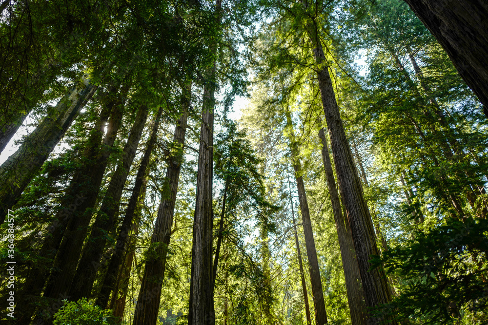 Naklejka premium Muir Woods National Monument
