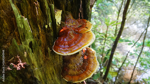 Reishi Mushroom ( Ganoderma tsugae) growing in the forest.