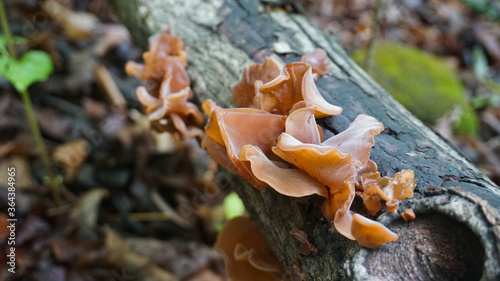 Wood Ear mushroom growing in the forest.