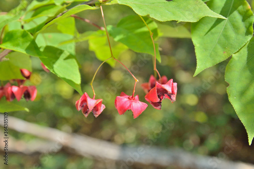 Fruits of wahoo (Euonymus maximowicziana) photo