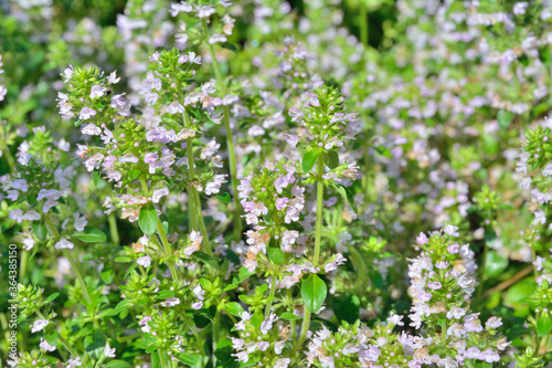 Herb thyme (Thymus komarovii) 8 photo