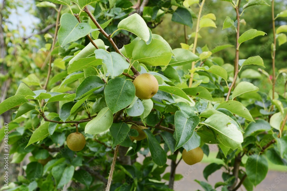 
Japanese Pear fruit / Cultivation of Japanese pears