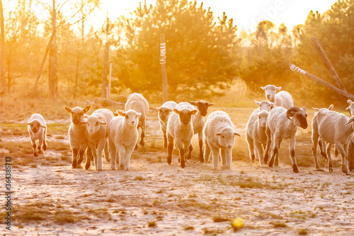 A herd of young trimmed sheep lambs run to the camera in the sun. Against the background of grass and trees. Horizontal orientation. 