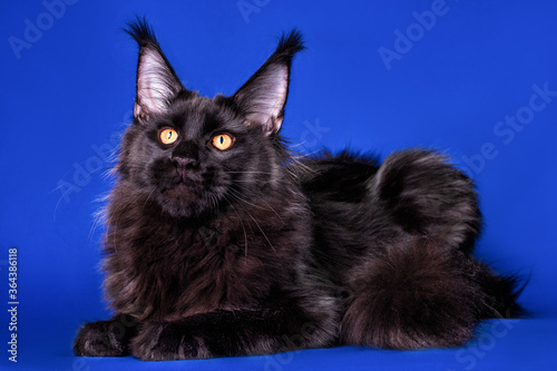 Beautiful big black maine coon kitten on blue background.