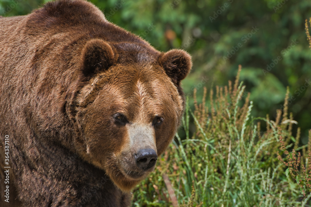 Obraz premium 2020-07-12 A LARGE MALE GRIZZLY BEAR WALKING ALONE