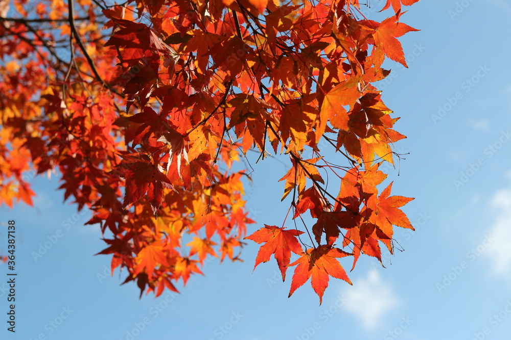 Beautiful red maples blazes brightly in sunny day before it falls for autumn, South Korea Beautiful red maples blazes brightly in sunny day before it falls for autumn, South Korea