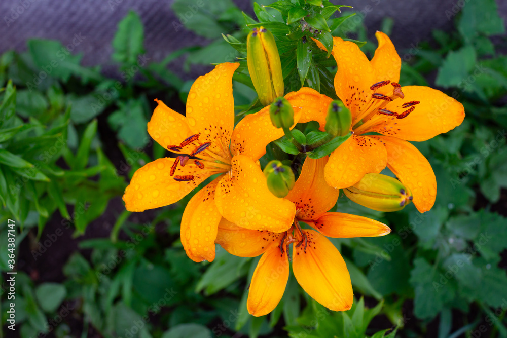 orange lily flower orange lily flower