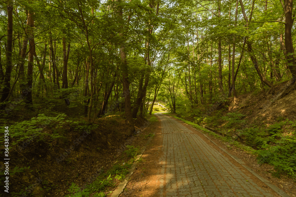 Naklejka premium Stone paved walkway lined with trees