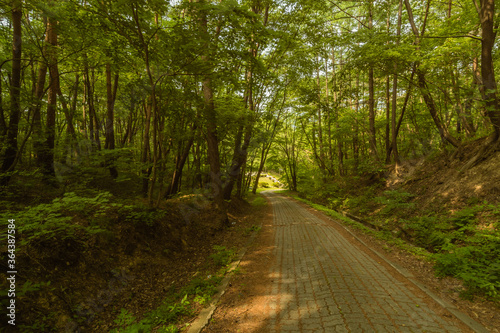 Stone paved walkway lined with trees