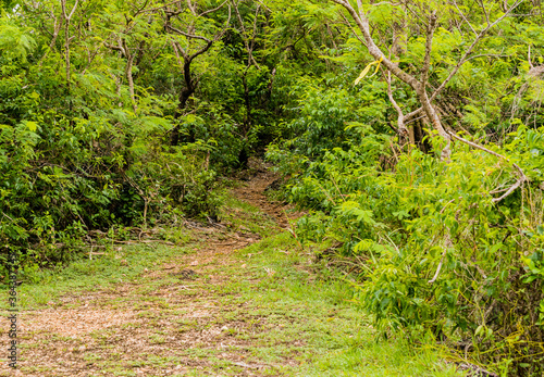 Path leading into dense jungle photo