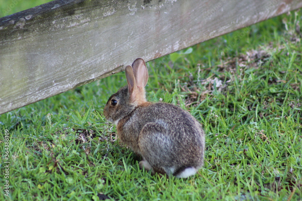 Fototapeta premium Wild Baby Bunny