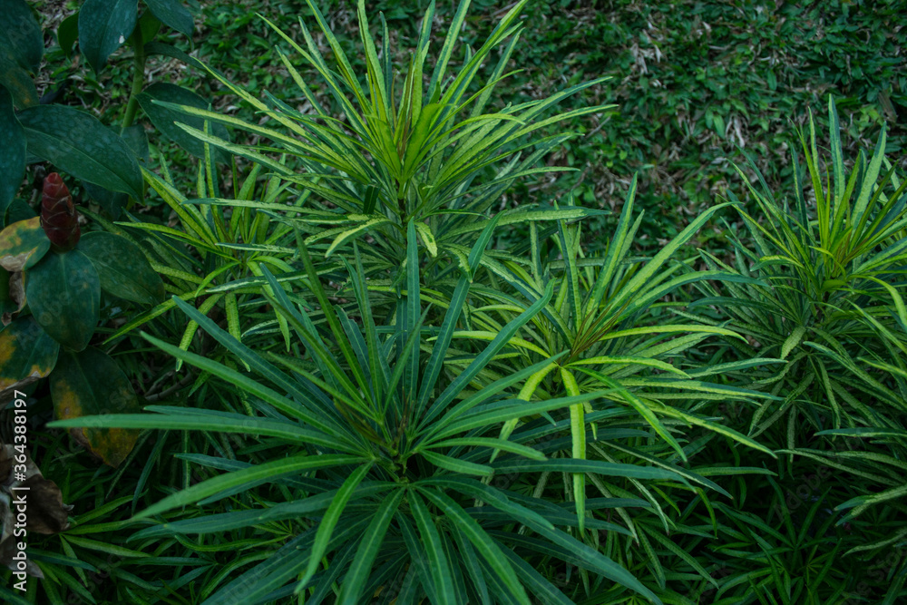 pretty cool garden flowers, asian tropical flowers pretty cool garden flowers, asian tropical flowers